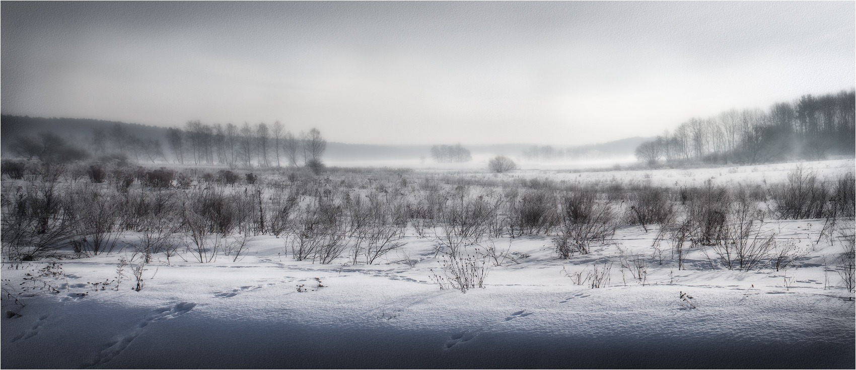 Зайцы в тумане | Фотограф Сергей Шабуневич | foto.by фото.бай