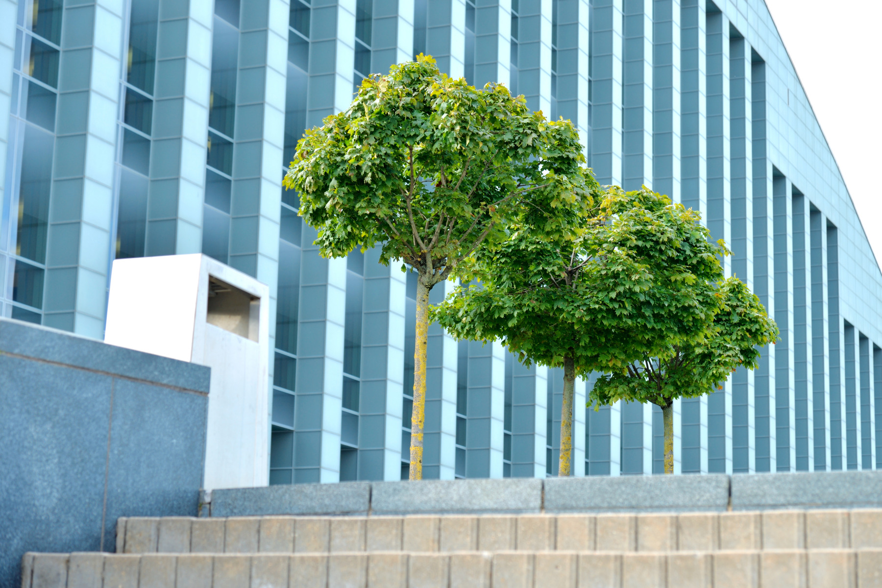 Зеленые насаждения | Фотограф Александр Кузнецов | foto.by фото.бай