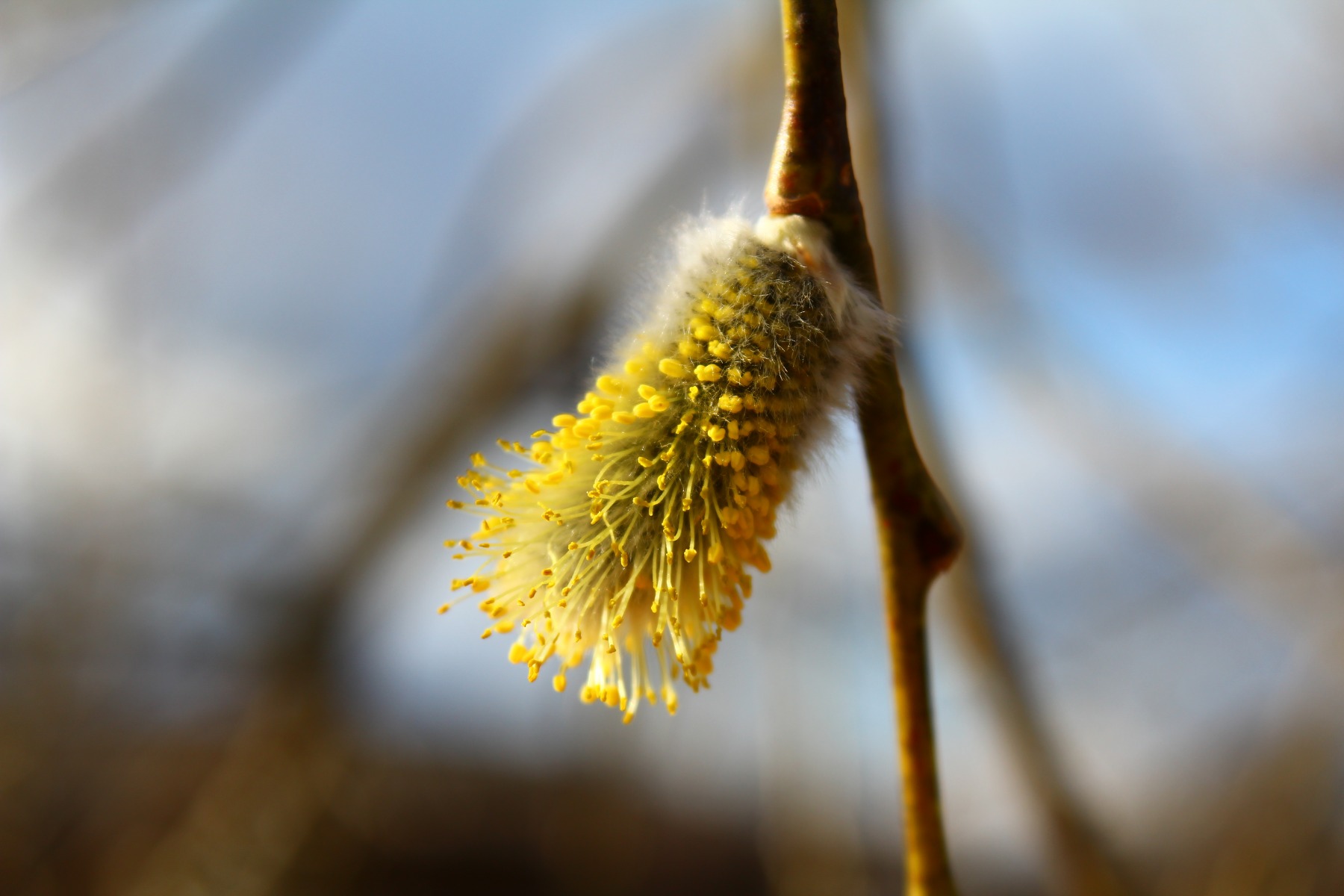 весна | Фотограф Андрей Шаповалов | foto.by фото.бай
