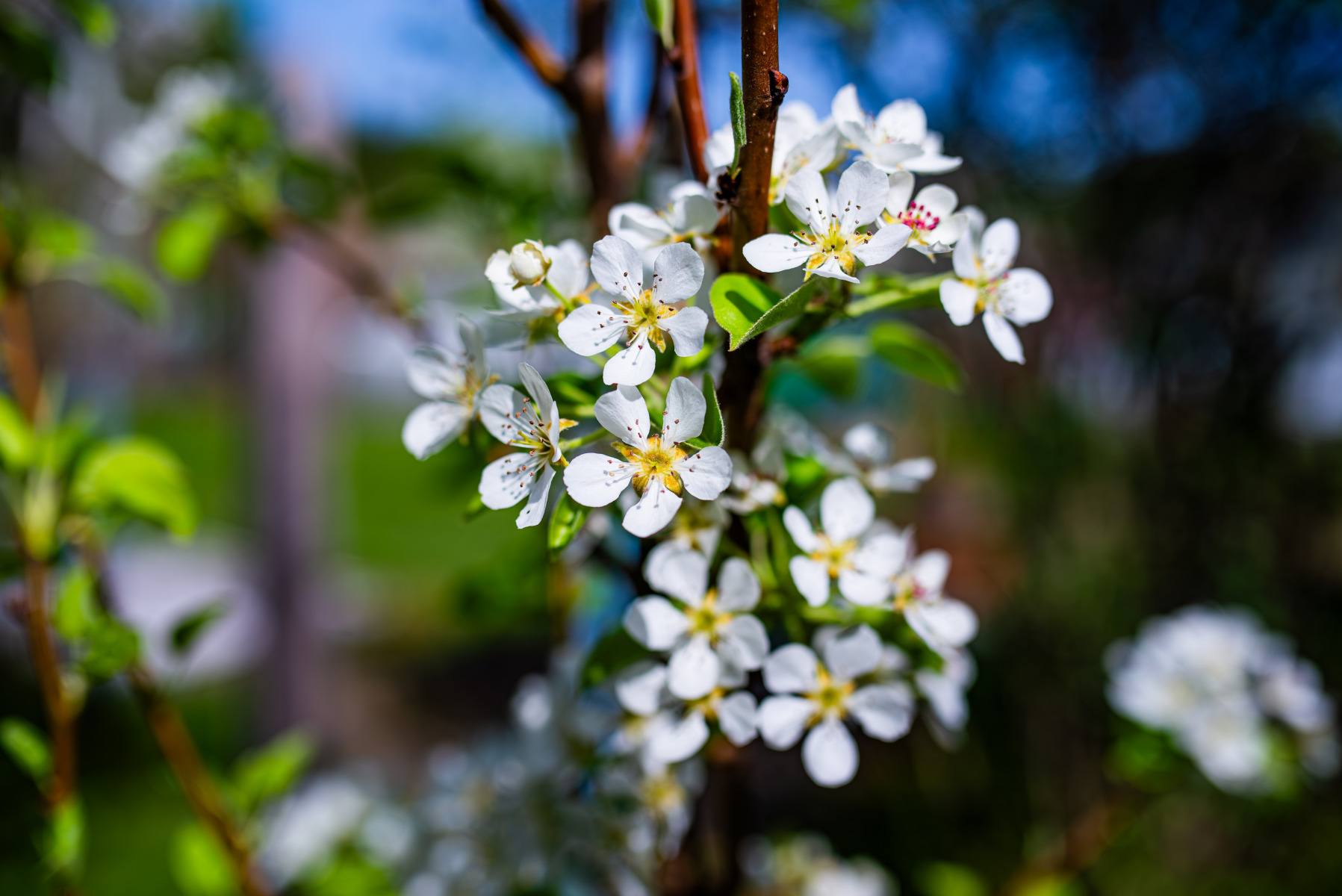 Pyrus communis | Фотограф Дмитрий Тимофеев | foto.by фото.бай