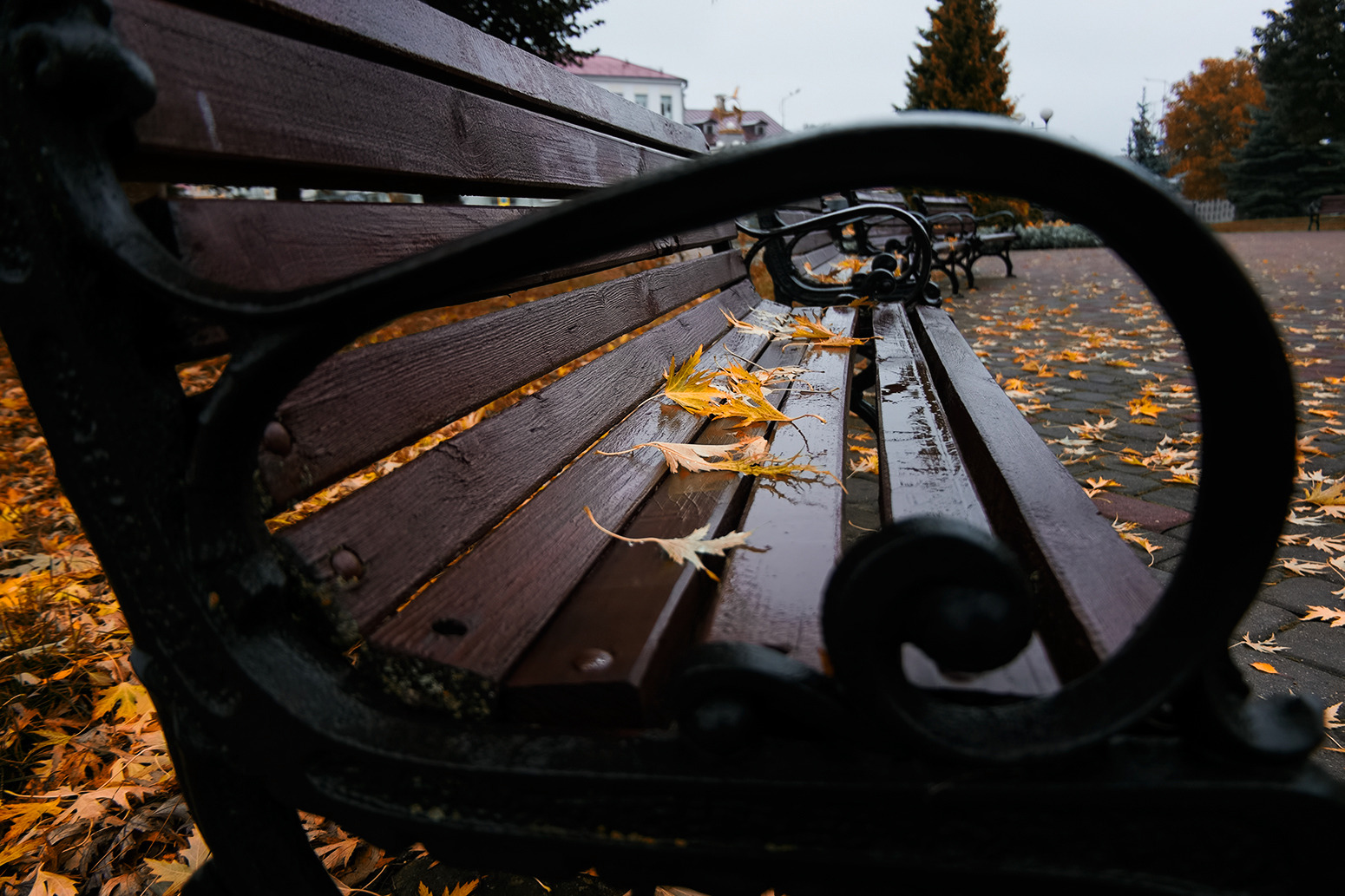 Осень- рыжая подруга | Фотограф Александр Шатохин | foto.by фото.бай