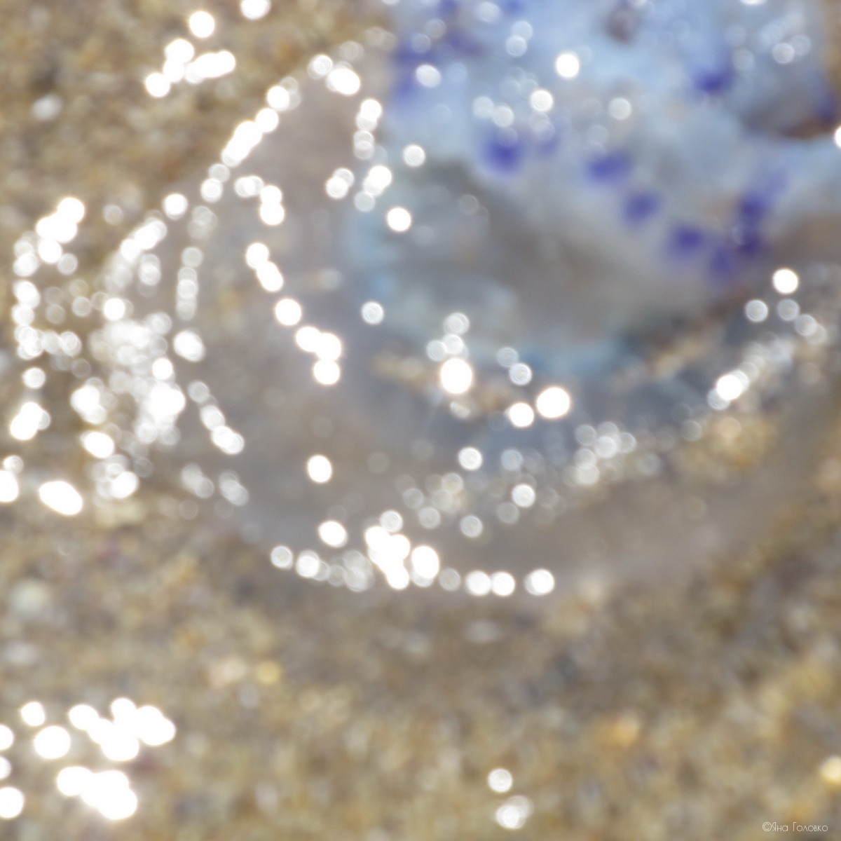 медуза | Фотограф Яна Головко | foto.by фото.бай