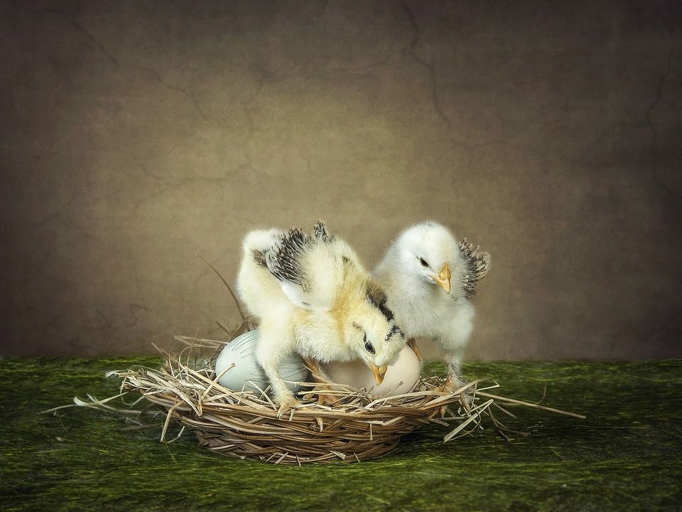 Двое из одного гнезда | Фотограф Ирина Приходько | foto.by фото.бай