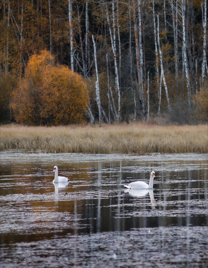 Лесное озеро | Фотограф Сергей Шабуневич | foto.by фото.бай
