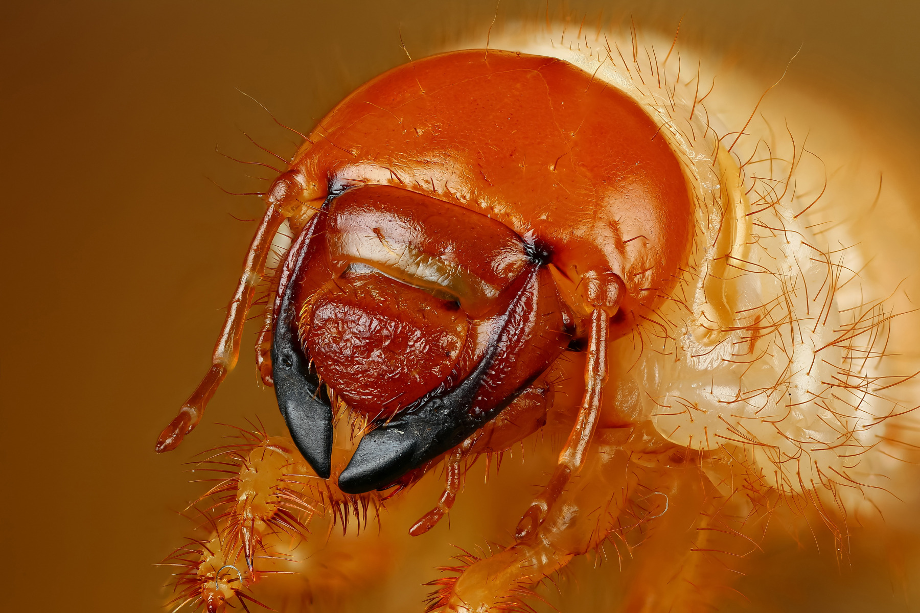 Майский жук | Фотограф Андрей Шаповалов | foto.by фото.бай