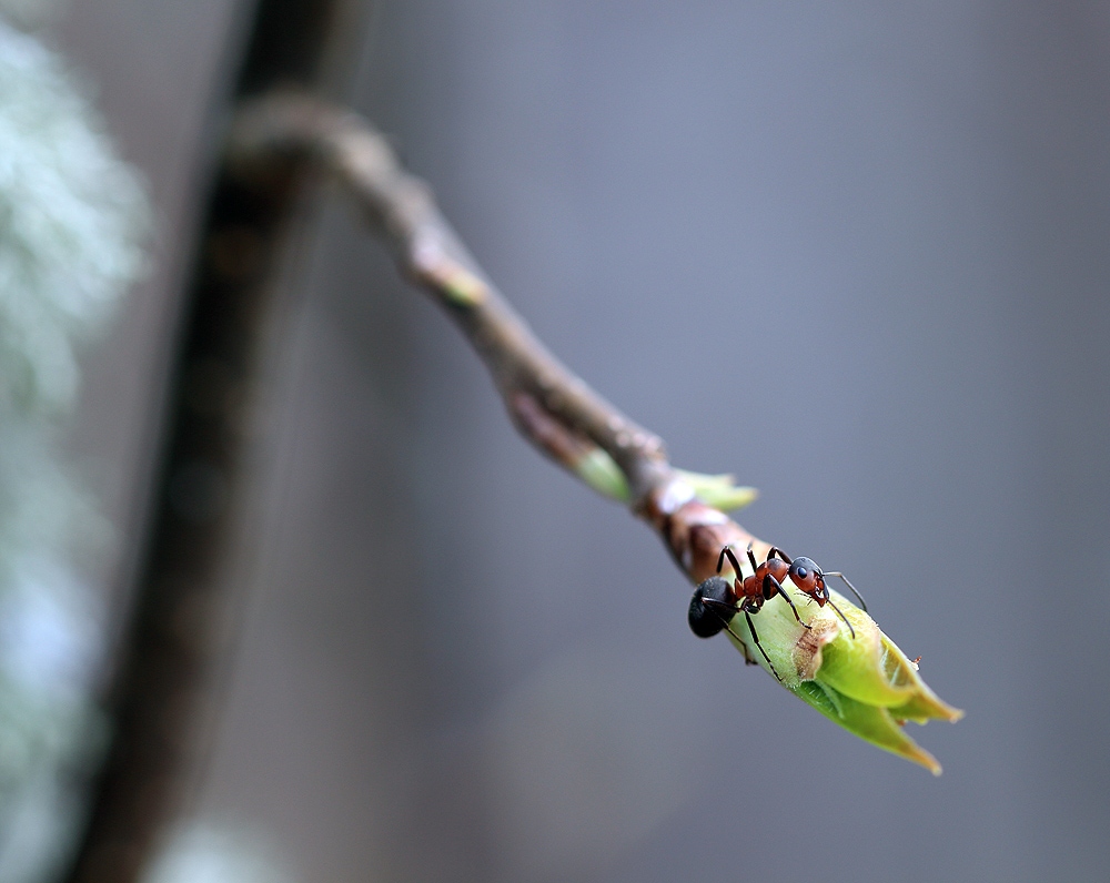 Весна пришла! | Фотограф Андрей Марцинкевич | foto.by фото.бай
