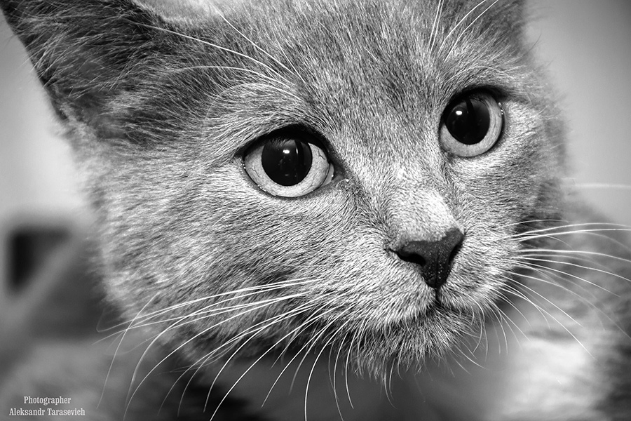Кошка | Фотограф Александр Тарасевич | foto.by фото.бай