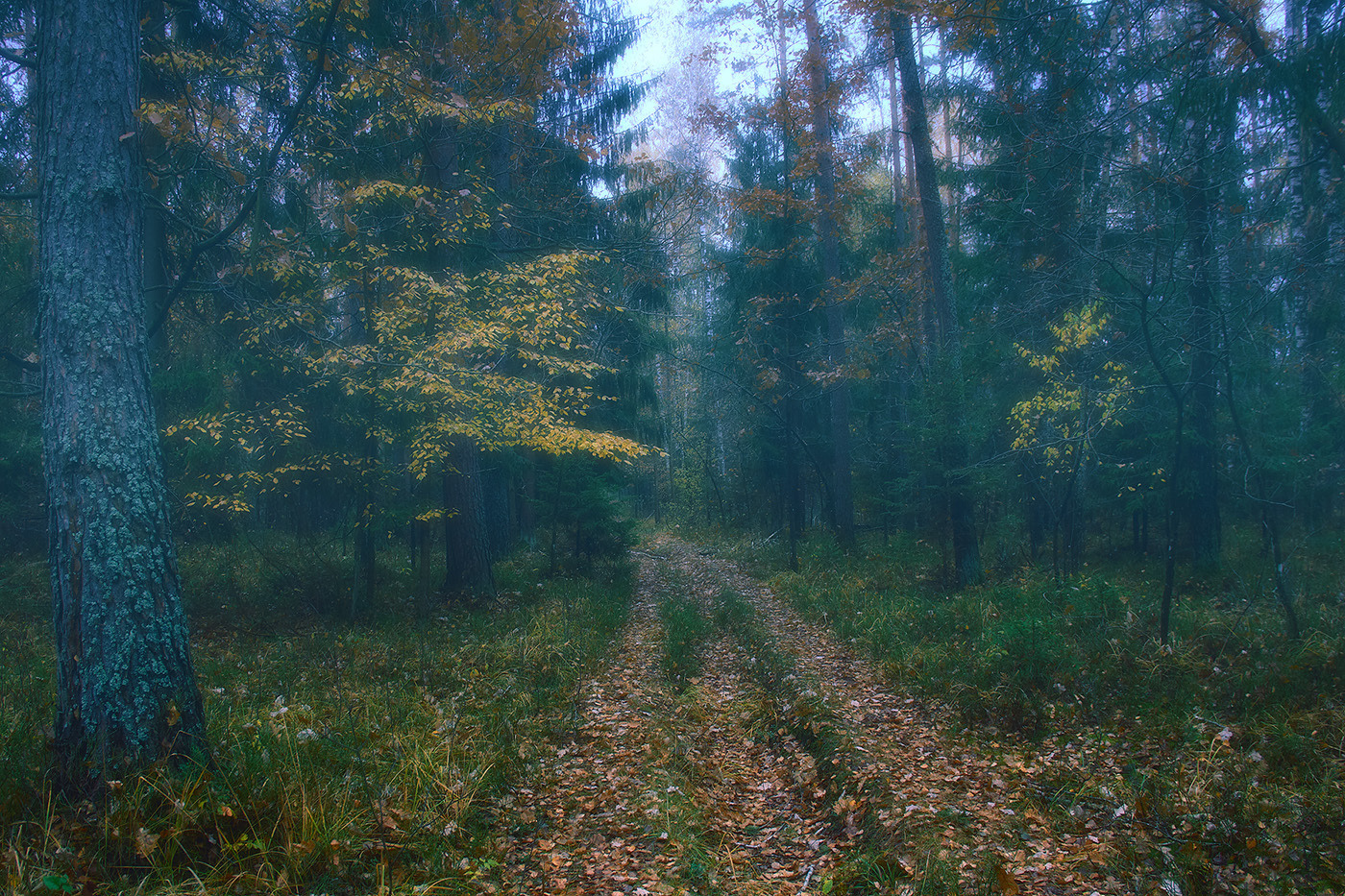 Лес, дорога, осень... | Фотограф Стас Аврамчик | foto.by фото.бай