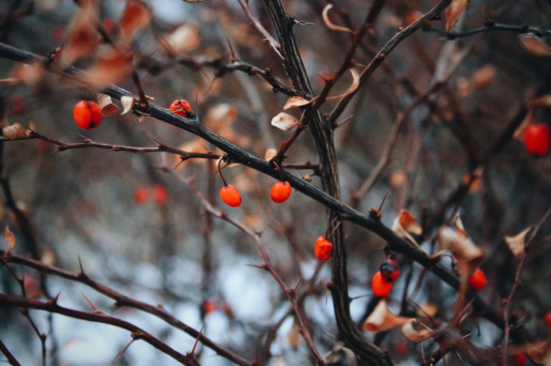 зимние ягоды | Фотограф Анастасия Горегляд | foto.by фото.бай
