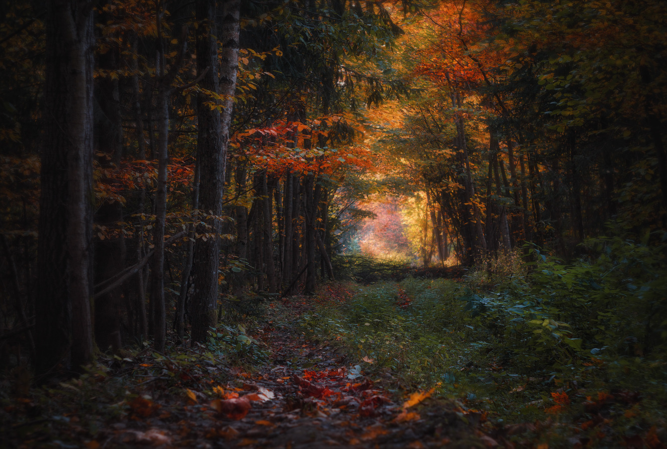 Осень в лесу | Фотограф Сергей Шабуневич | foto.by фото.бай