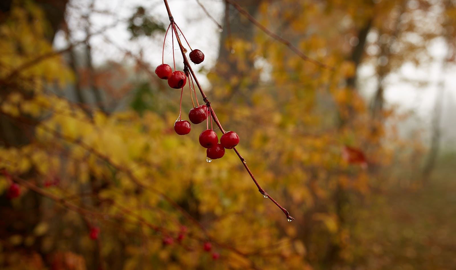 Осенние ягодки | Фотограф Hanna Bykovskaya | foto.by фото.бай