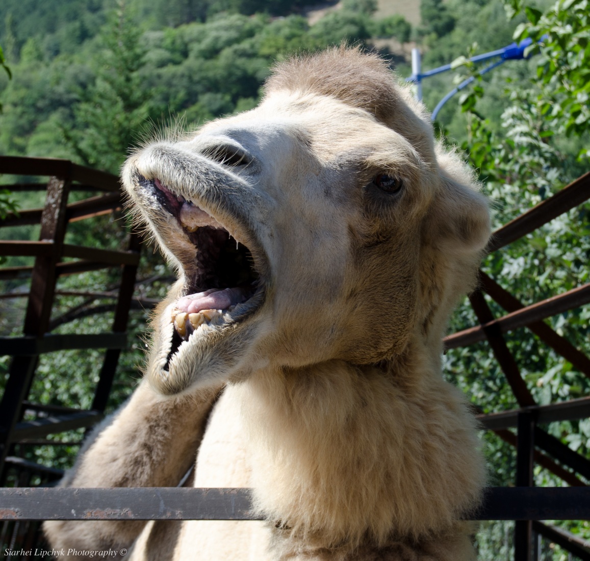 Верблюд | Фотограф Siarhei Lipchyk | foto.by фото.бай