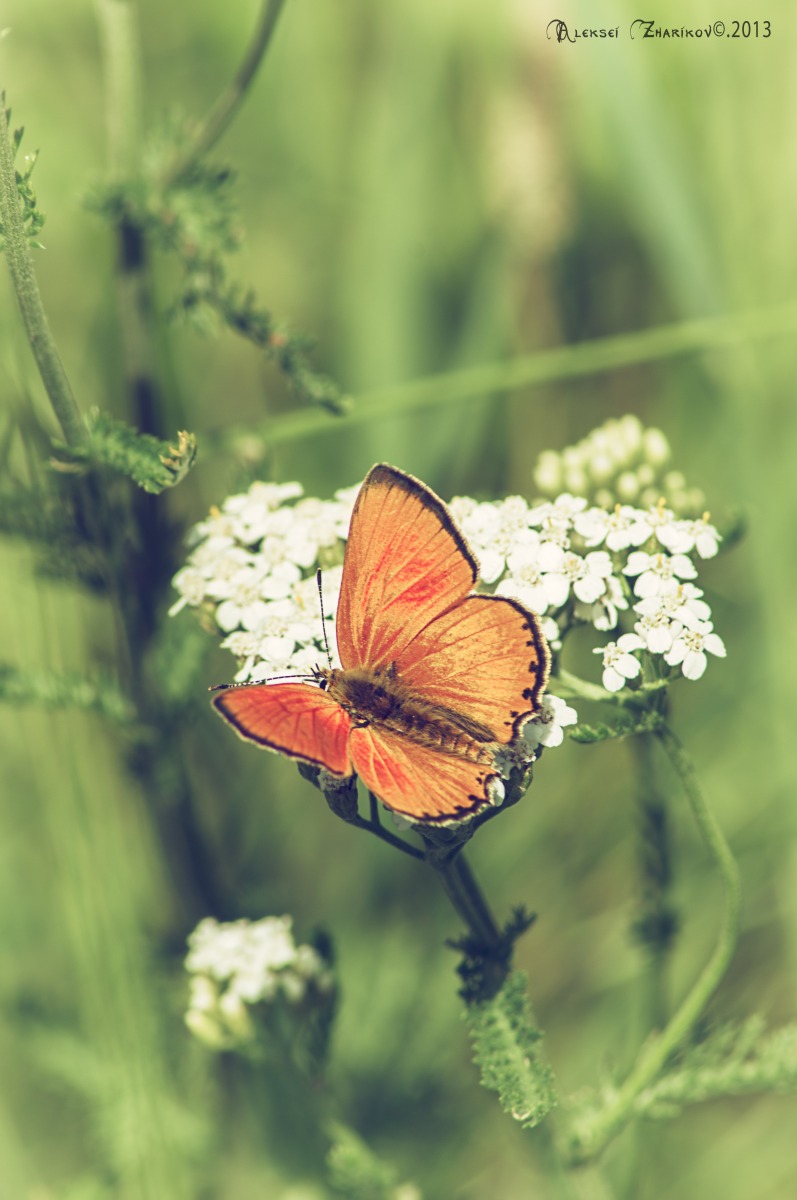 бабочка | Фотограф Алексей Жариков | foto.by фото.бай