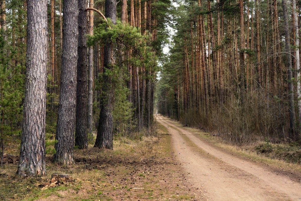 Весенний лес | Фотограф Ольга Бородина | foto.by фото.бай