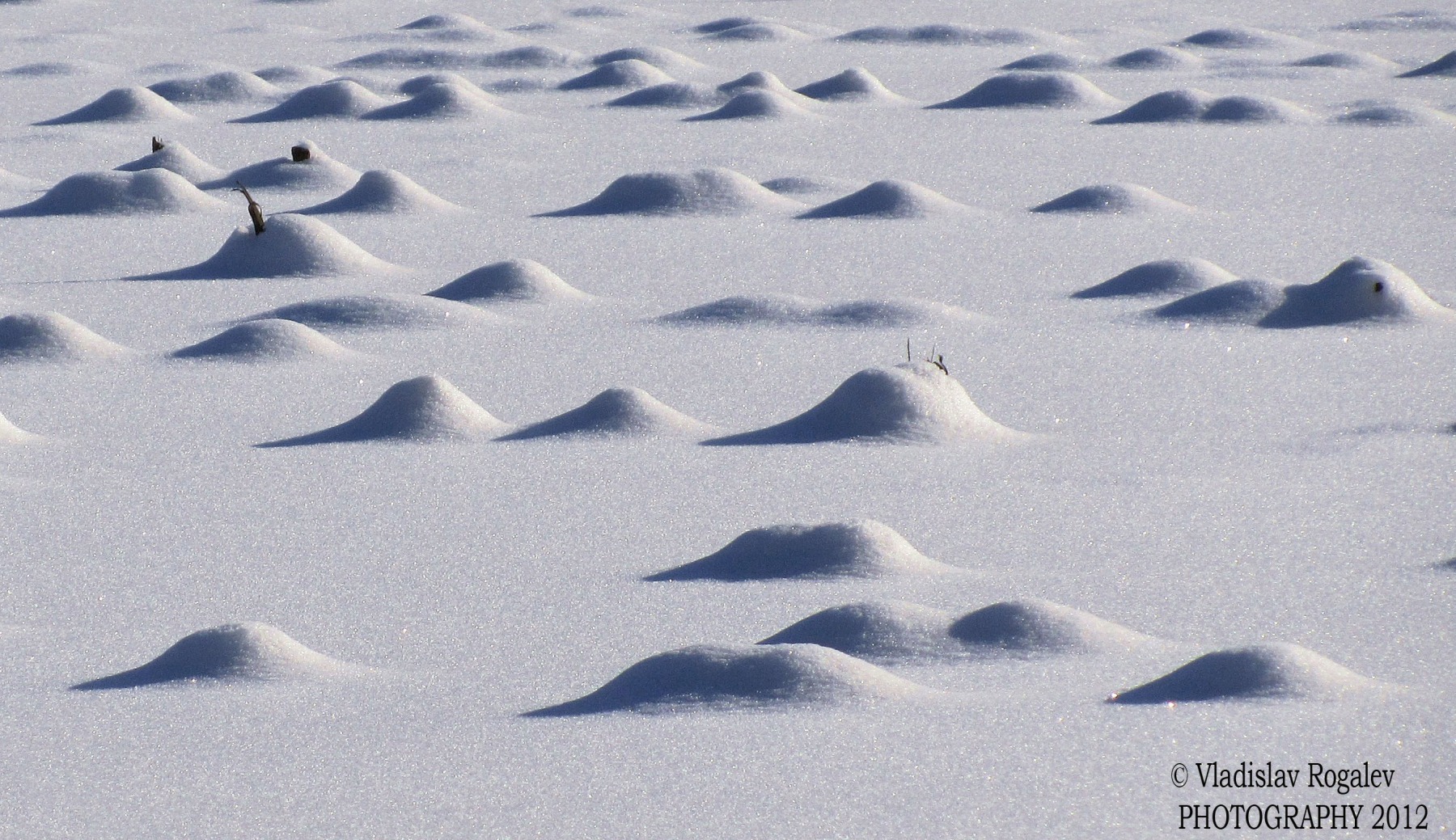 снежные дюны, или под надежным покровом зимы | Фотограф Владислав Рогалев | foto.by фото.бай