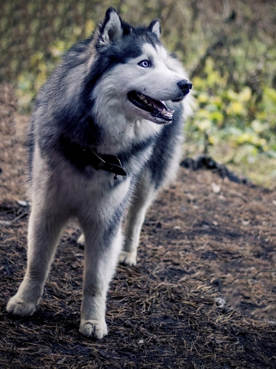 Голубой пёс | Фотограф Наталья Солонович | foto.by фото.бай