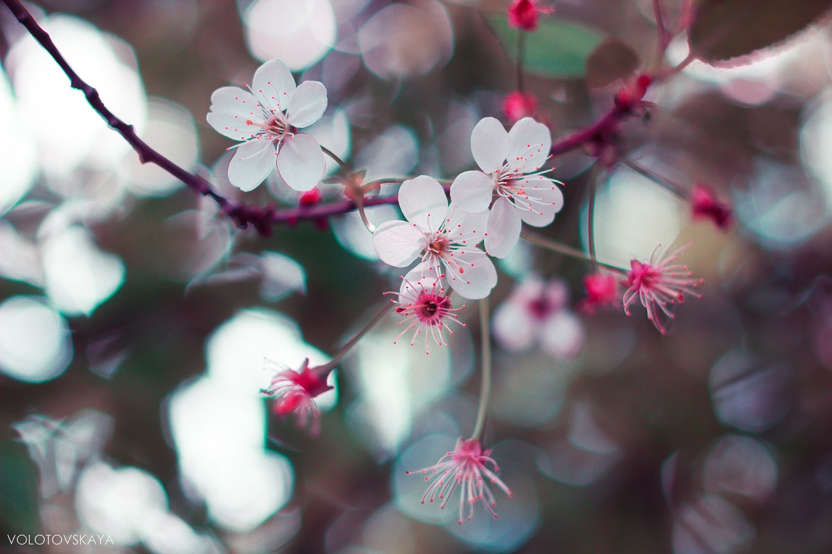Весна | Фотограф Elena VOLOTOVSKAYA | foto.by фото.бай