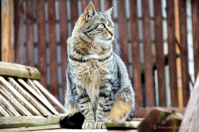 Кошка | Фотограф Алевтина Балванович | foto.by фото.бай