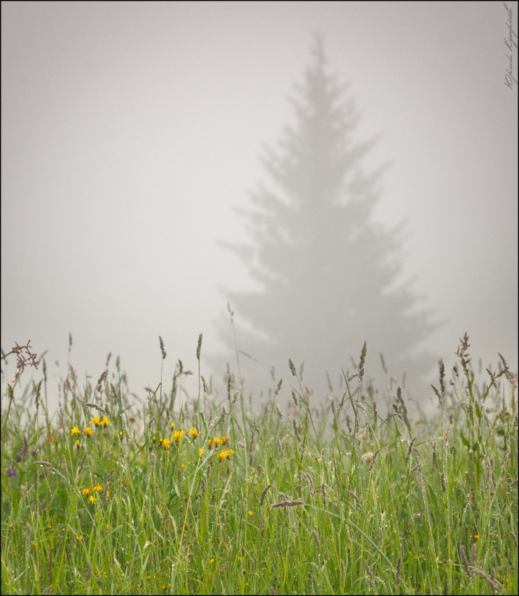 Ёжик в тумане. | Фотограф Юрий Купреев | foto.by фото.бай