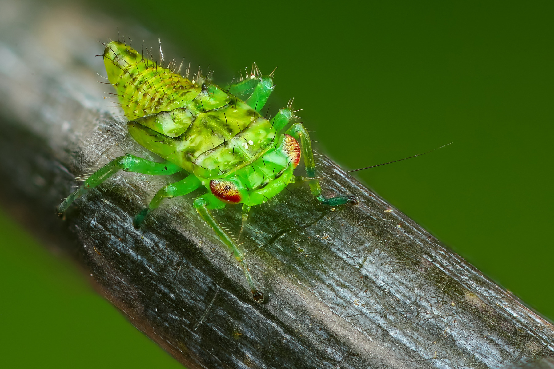Личинка цикадки | Фотограф Андрей Шаповалов | foto.by фото.бай