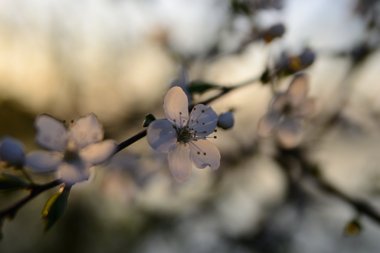 весна, весна.... | Фотограф Александр Базылик | foto.by фото.бай