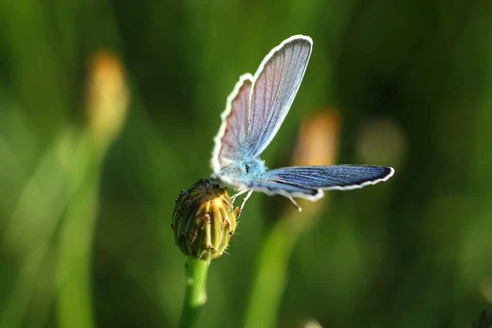 Бабочка | Фотограф Александр Владимирович | foto.by фото.бай