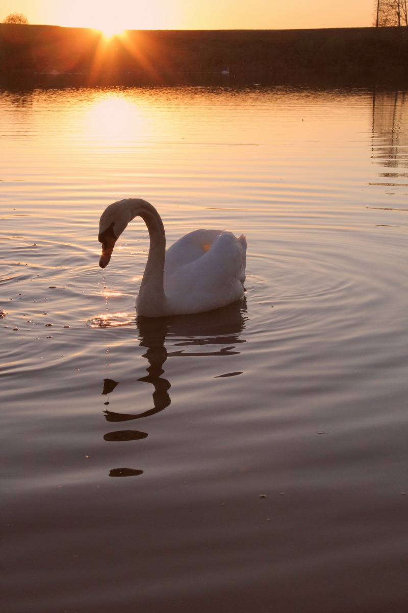 Белый лебедь | Фотограф Алёна Моисеенко | foto.by фото.бай