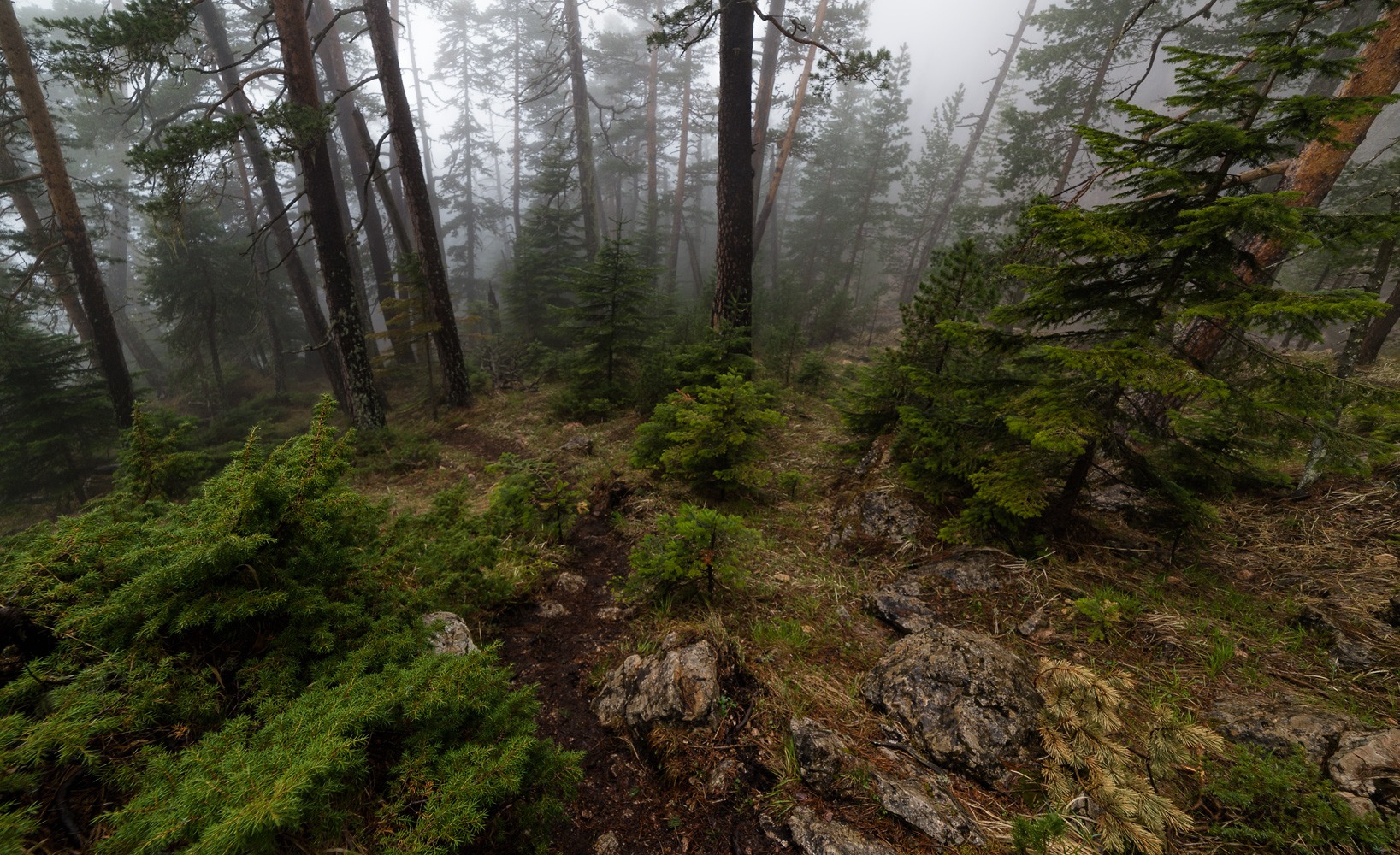 В тумане леса | Фотограф Александр Плеханов | foto.by фото.бай