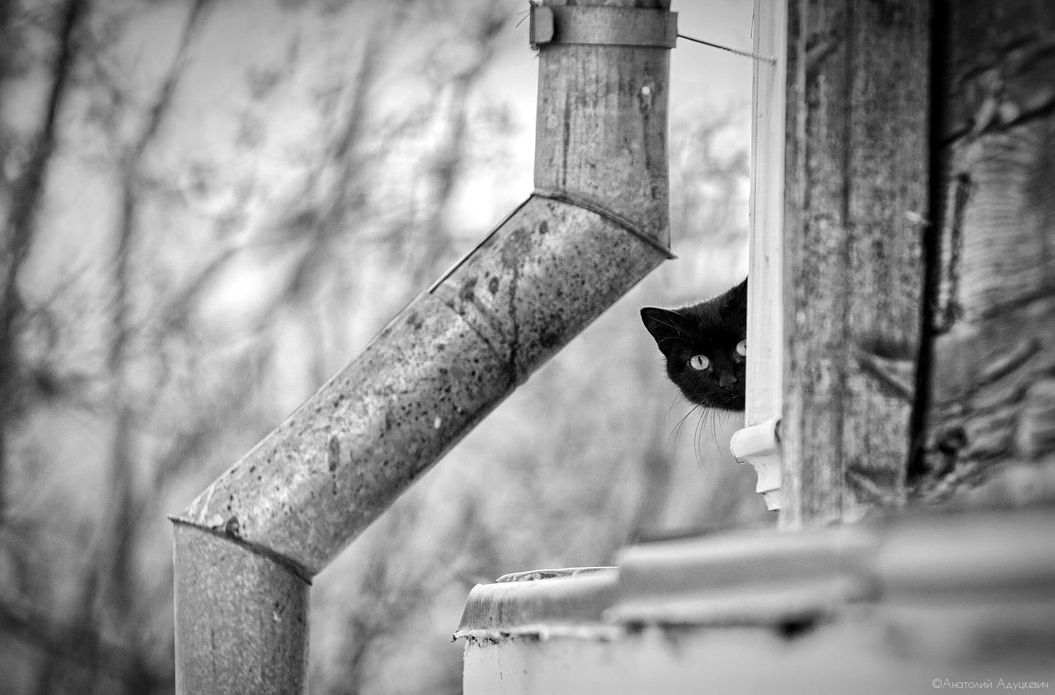 ...черный кот за углом | Фотограф Анатолий Адуцкевич | foto.by фото.бай