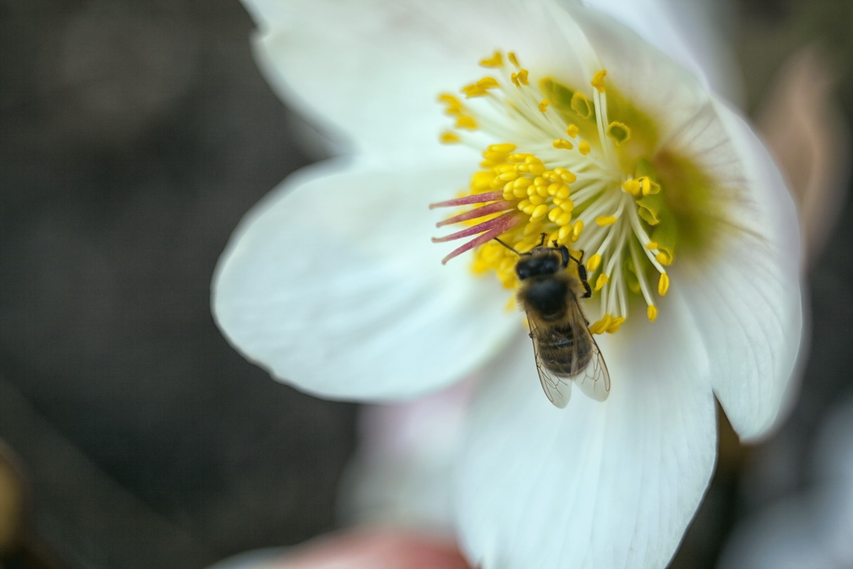 Пчёла! | Фотограф Айвар Удрис | foto.by фото.бай