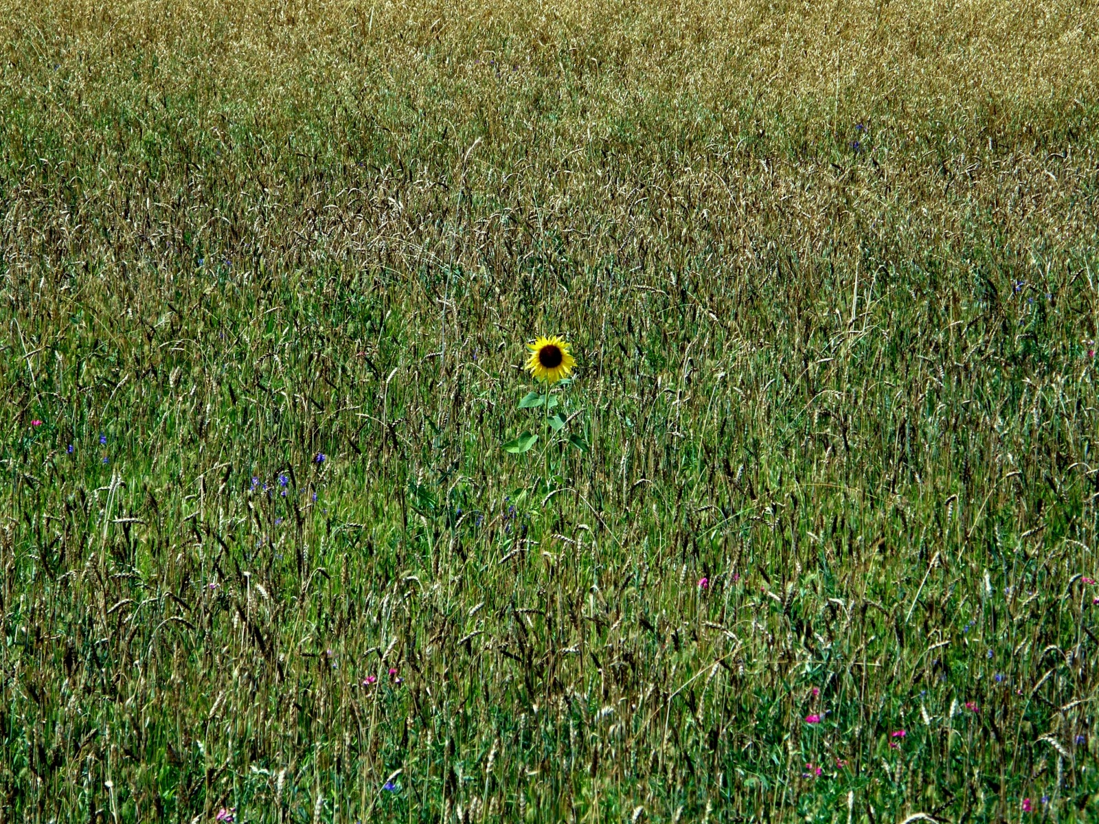 один в поле... | Фотограф Юрий Ленченков | foto.by фото.бай