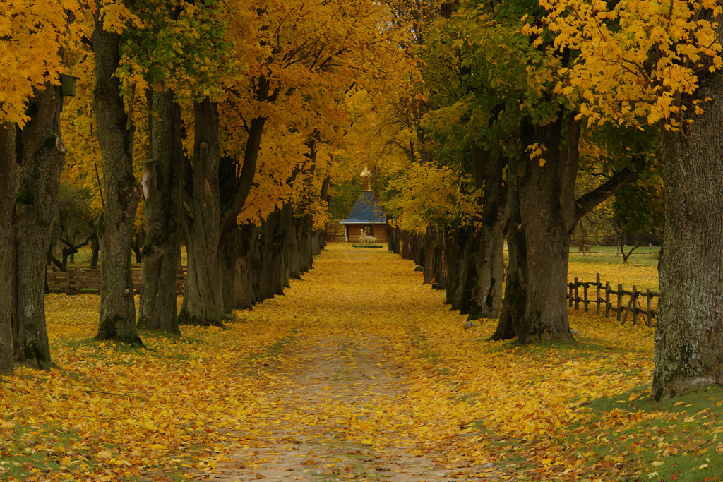Кленовая идиллия | foto.by фото.бай