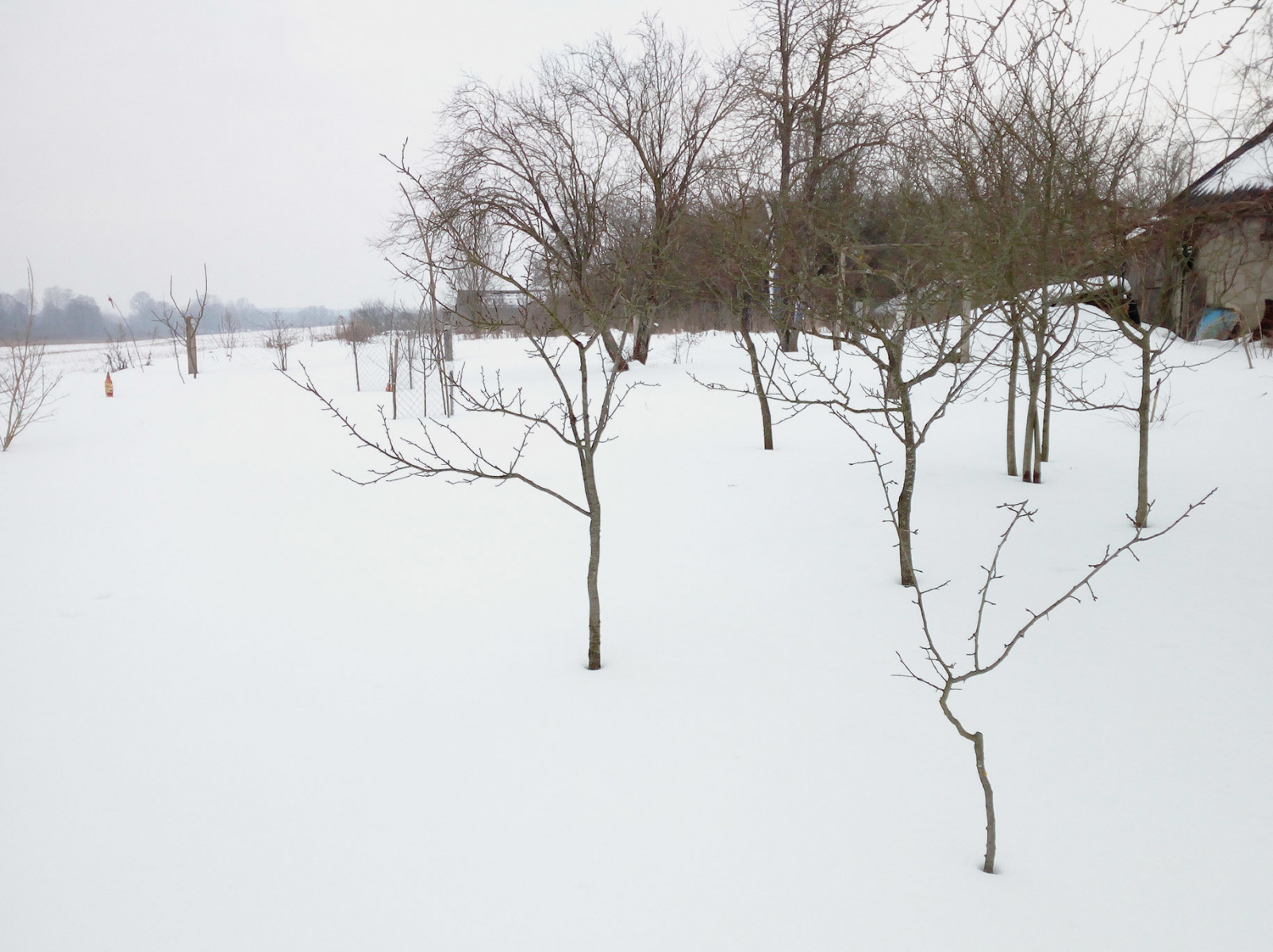 первый снег | Фотограф василий раковец | foto.by фото.бай