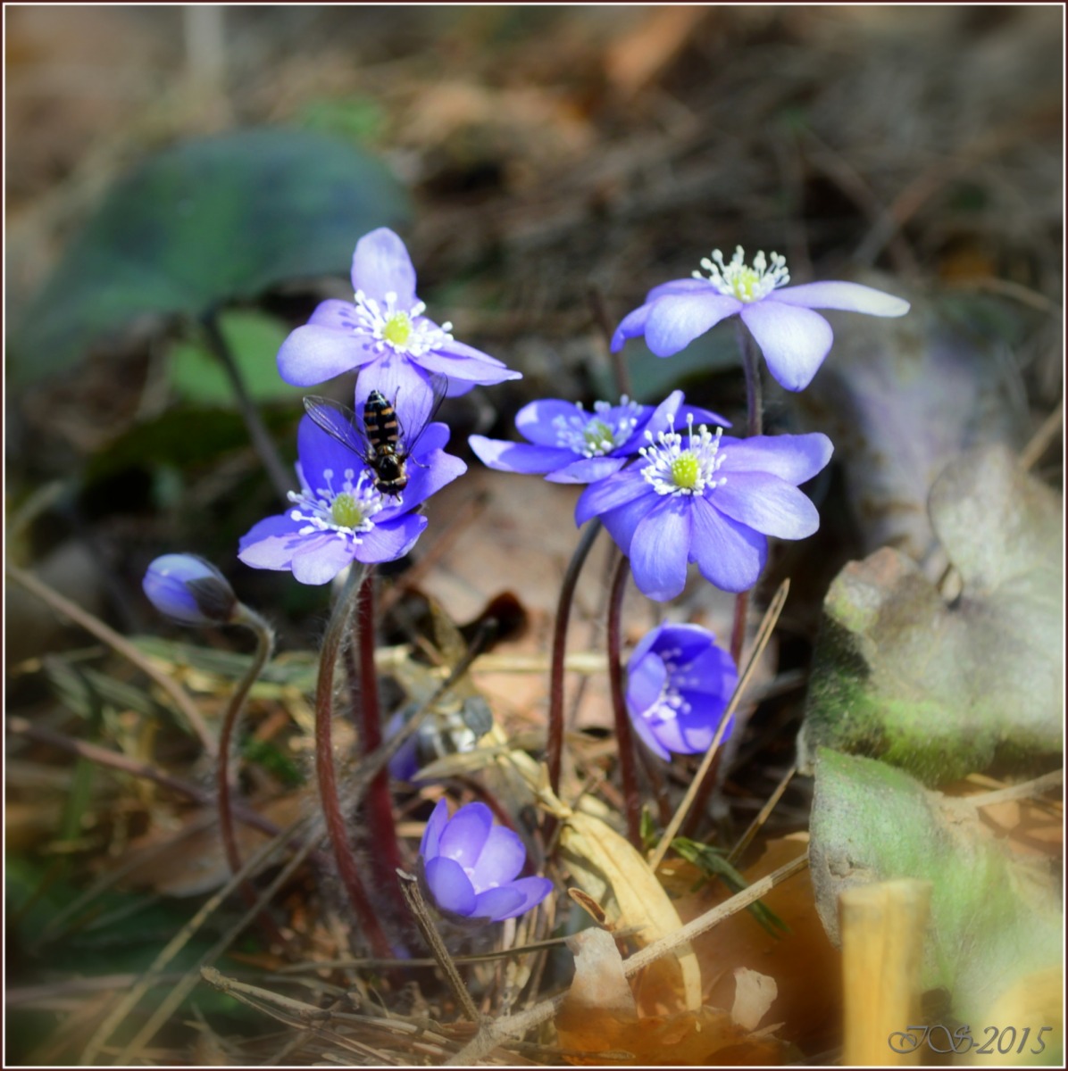 весна!!! | Фотограф Игорь Сафонов | foto.by фото.бай
