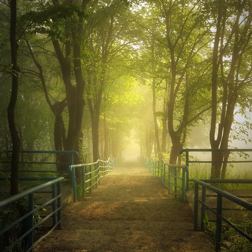 В рассветный туман | Фотограф Сергей Шляга | foto.by фото.бай