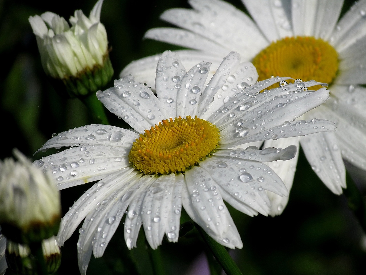 Умывшиеся дождем | Фотограф Надежда Скок | foto.by фото.бай