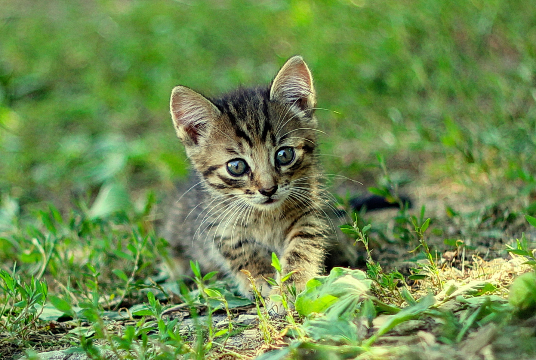 Котенок 2 | Фотограф Виталий Некрашевич | foto.by фото.бай