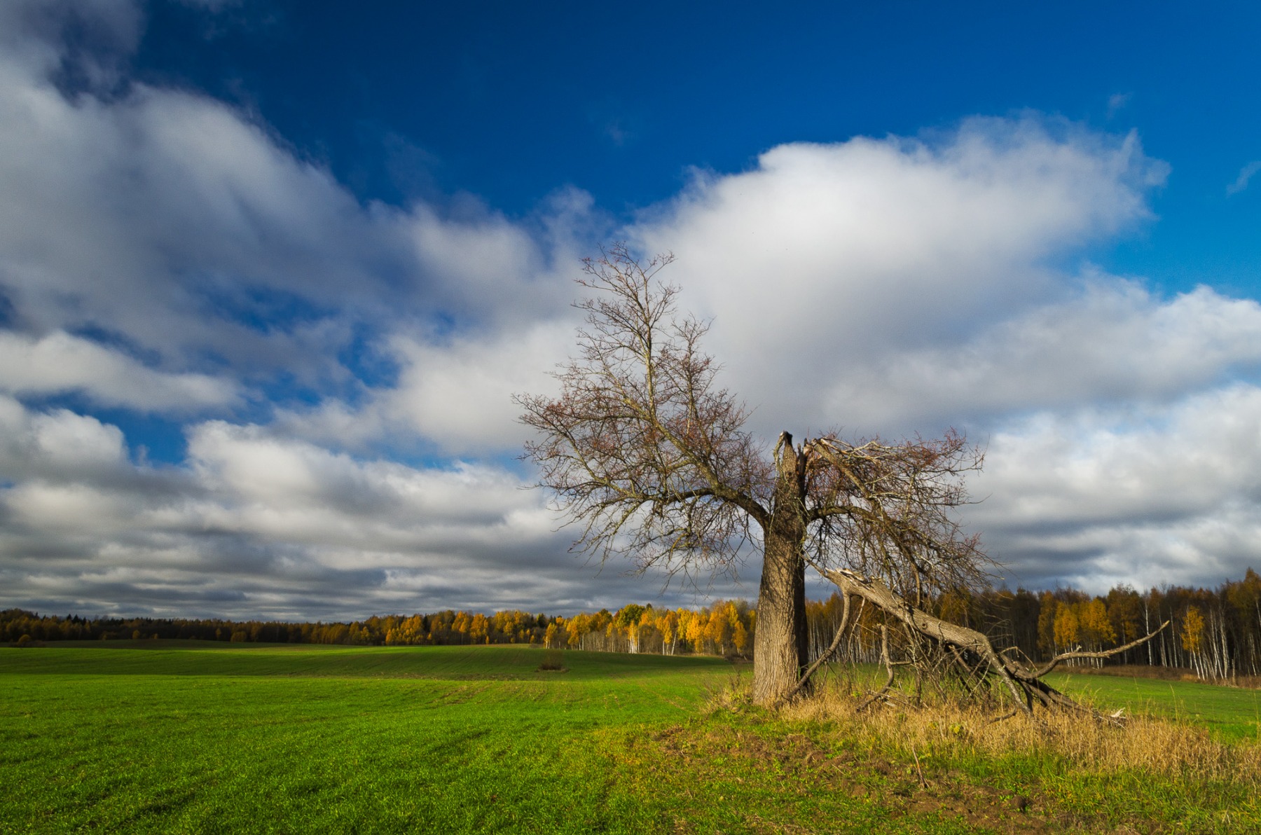 Одинокое дерево на осеннем поле | Фотограф Зміцер Пахоменка | foto.by фото.бай