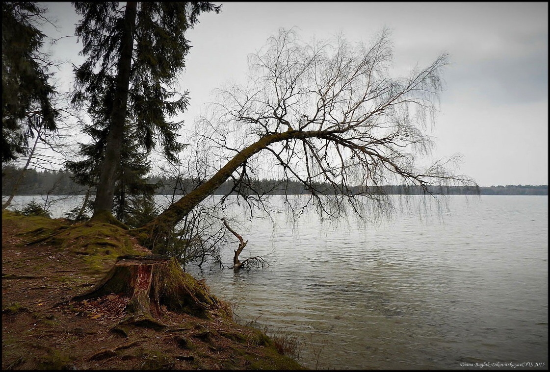 У озера Свитязь | Фотограф Диана Буглак-Диковицкая | foto.by фото.бай