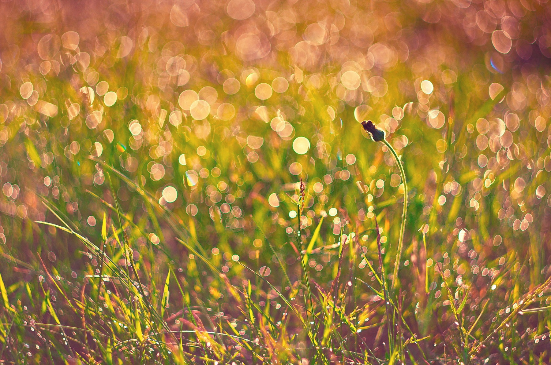 Утренние фонарики лета | Фотограф Артур Язубец | foto.by фото.бай