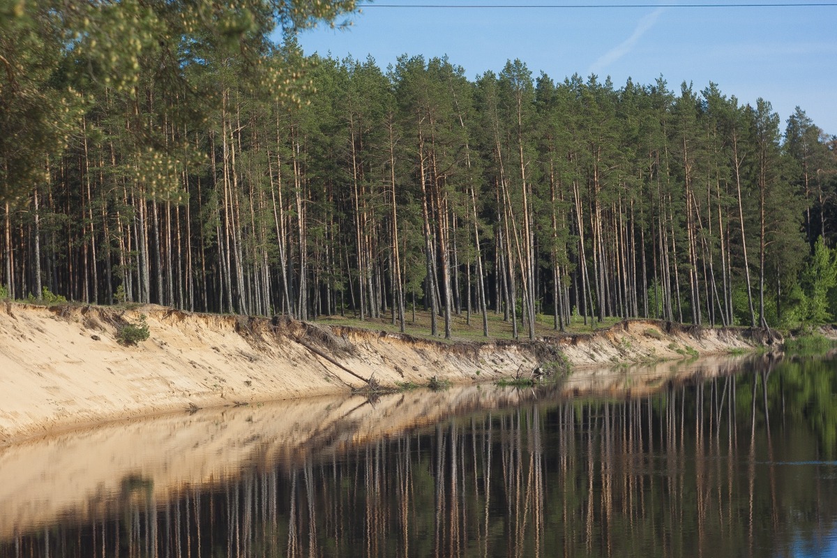 Лесной пейзаж | Фотограф Сергей Аникин | foto.by фото.бай
