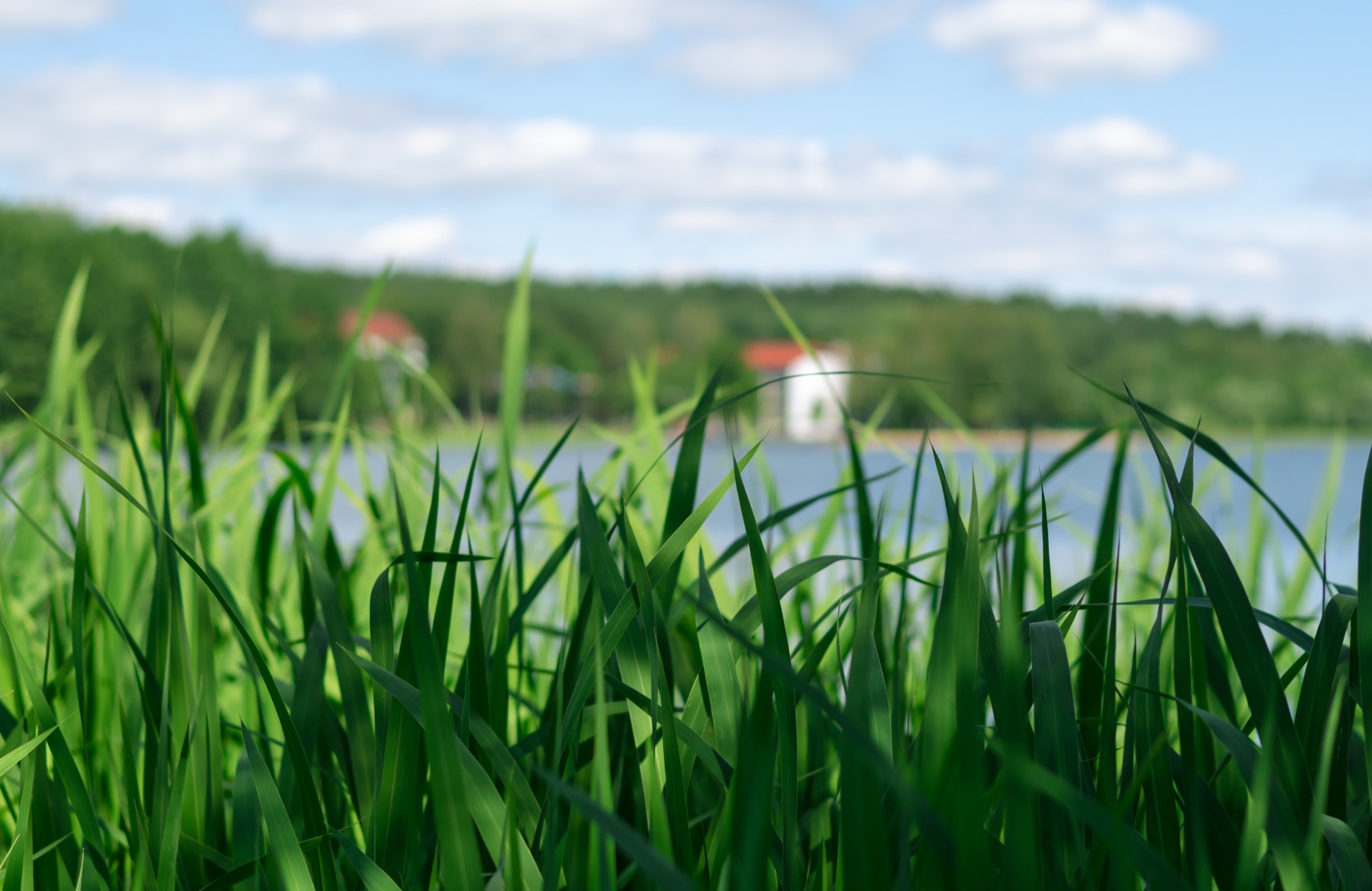 Озерная трава