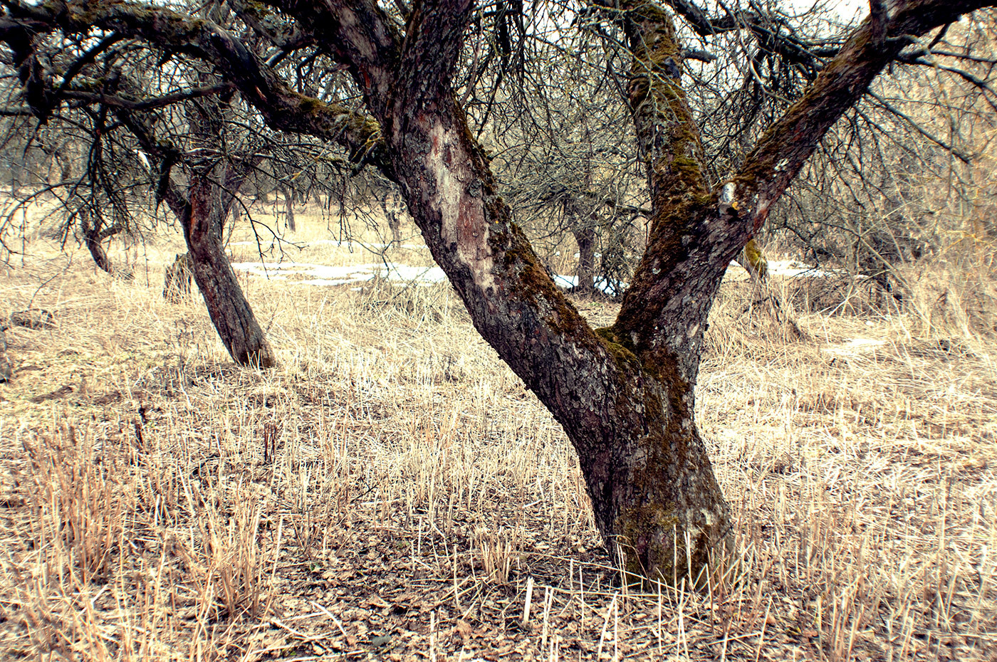 Яблоневый сад | Фотограф Андрей Семенков | foto.by фото.бай