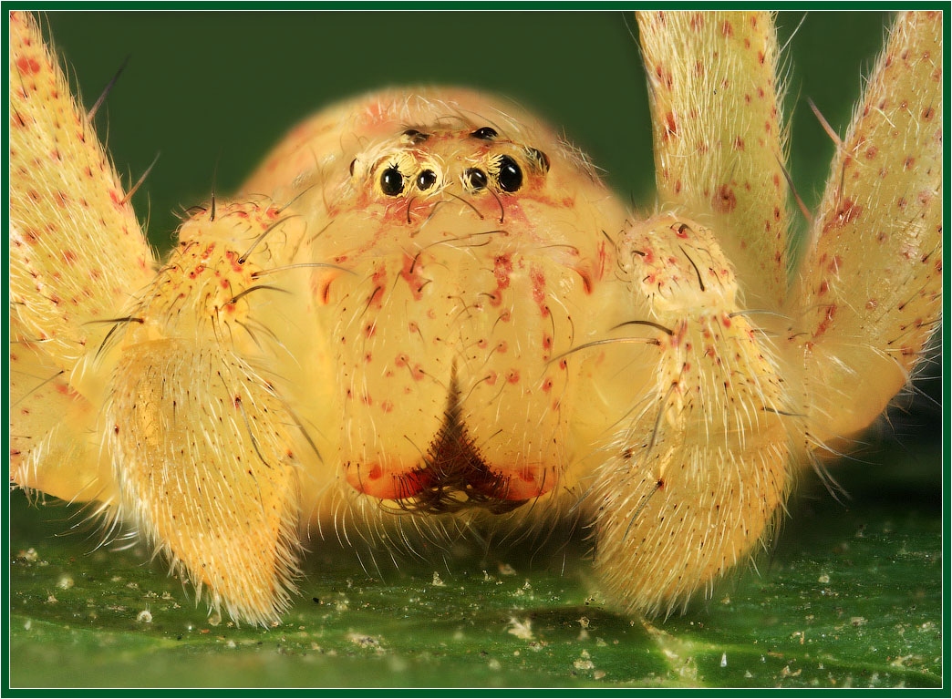 Портрет паука | Фотограф Александр Зубрицкий | foto.by фото.бай