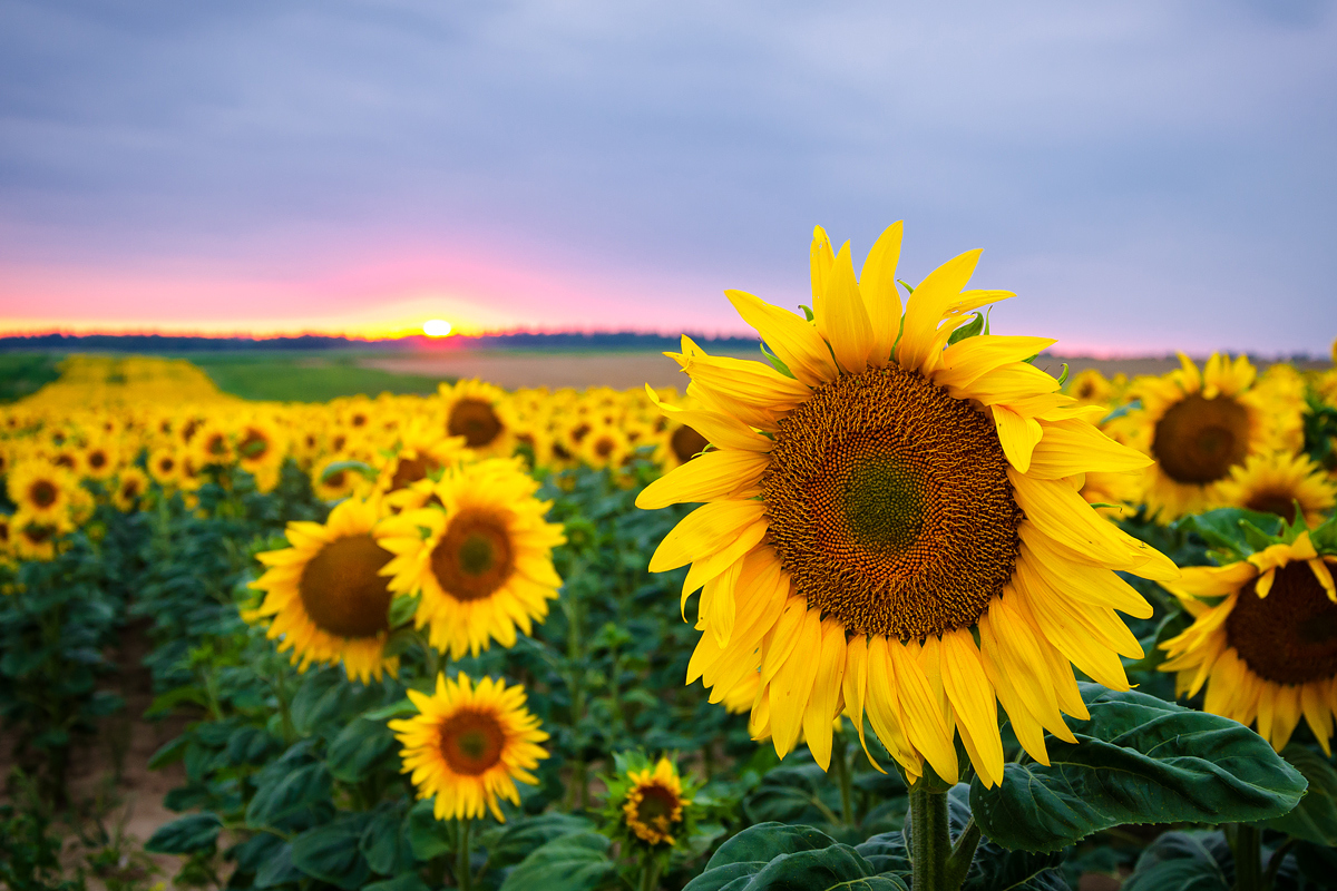 Солнечная поляна | Фотограф Дима Карабинов | foto.by фото.бай