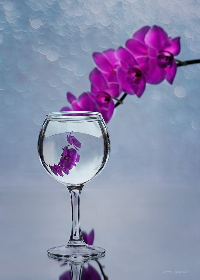 Вино из орхидей | Фотограф Ирина Приходько | foto.by фото.бай