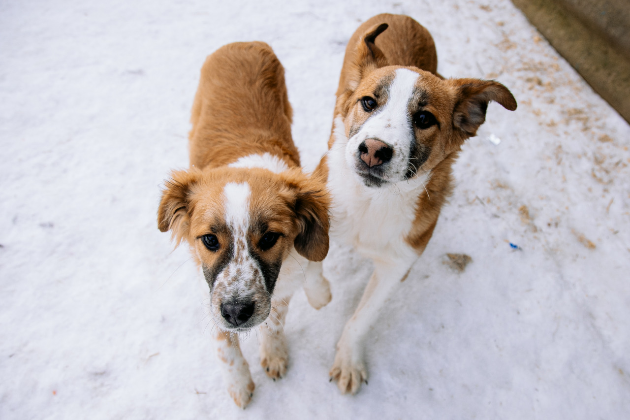 Фотограф в Минске - семейный, свадебный, репортажный фотограф. Фотосъёмка крещения, дня рождения, юбилея, венчания, корпоратива в Минске., фотография от 18.02.2026