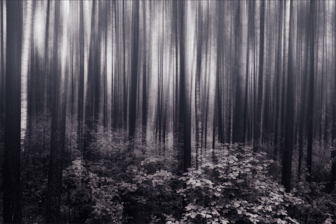 darken forest | Фотограф Irina Ramitsan | foto.by фото.бай