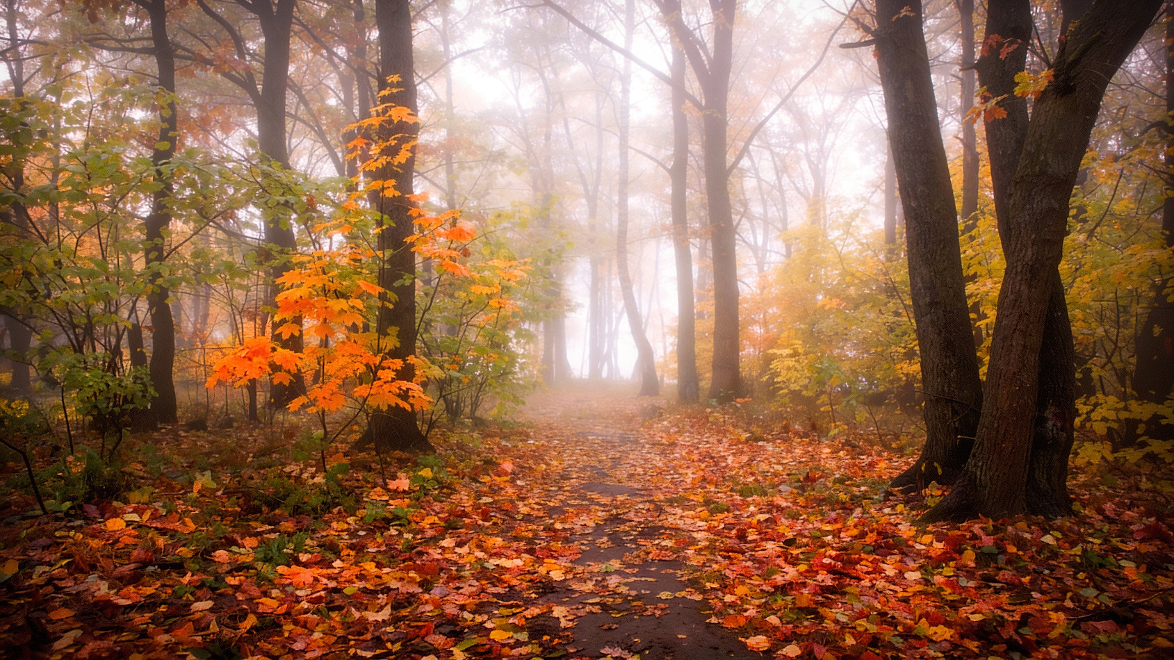 Туман в лесу | foto.by фото.бай