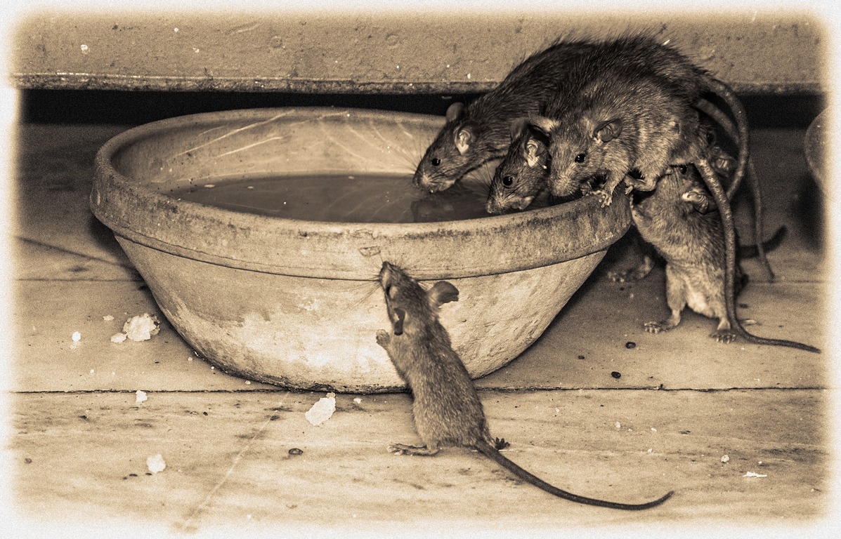 Ланч в крысином храме | Фотограф Наталья Лихтарович | foto.by фото.бай